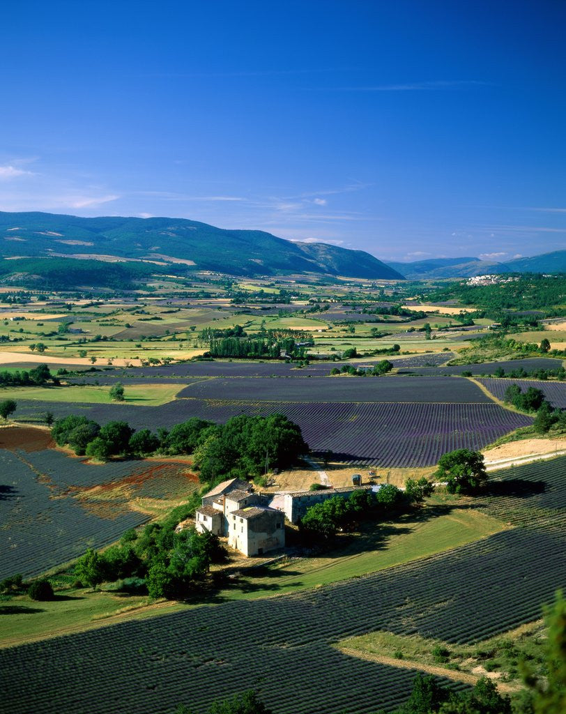 Detail of Lavender Fields and Green Valley by Anonymous