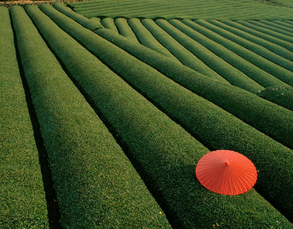 Detail of Umbrella in Tea Fields by Anonymous
