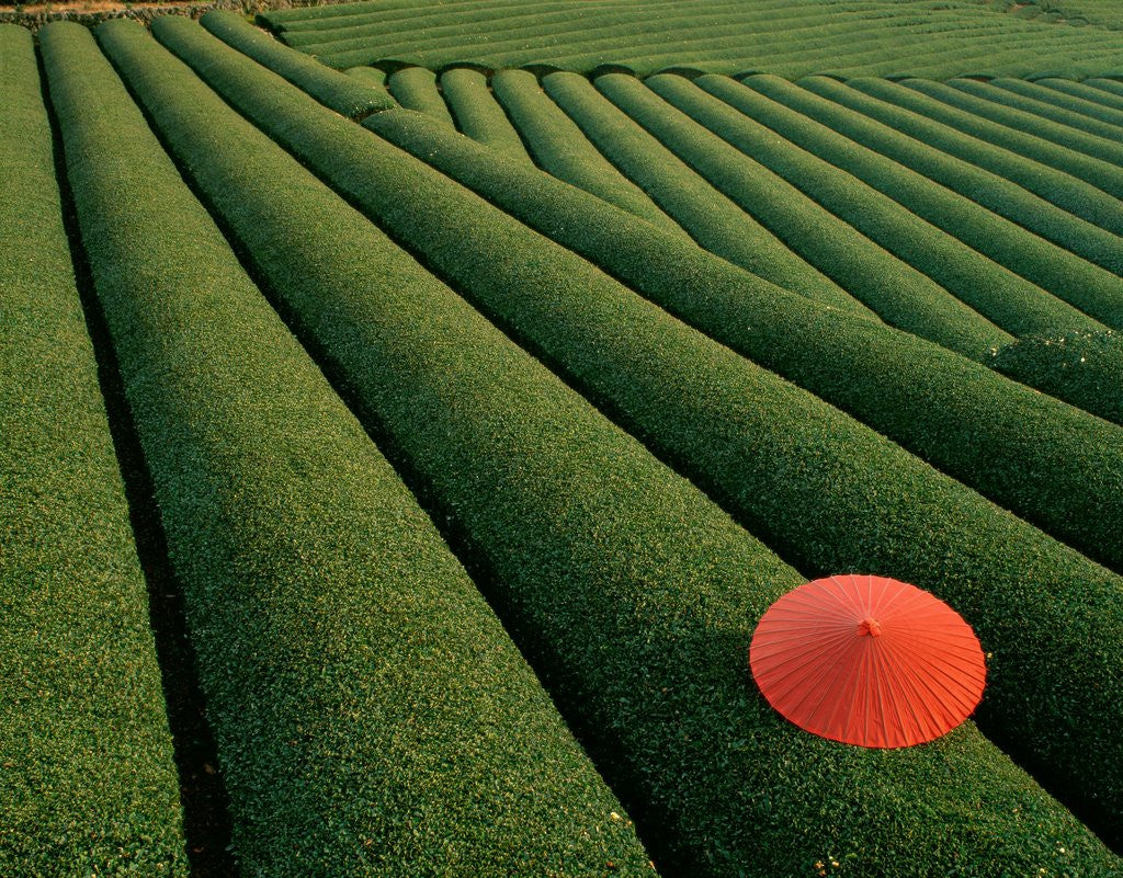 Detail of Umbrella in Tea Fields by Corbis