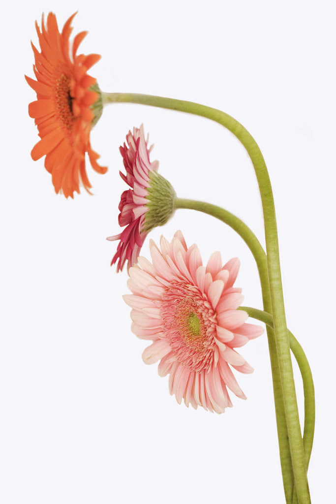 Detail of Barberton Daisies by Anonymous