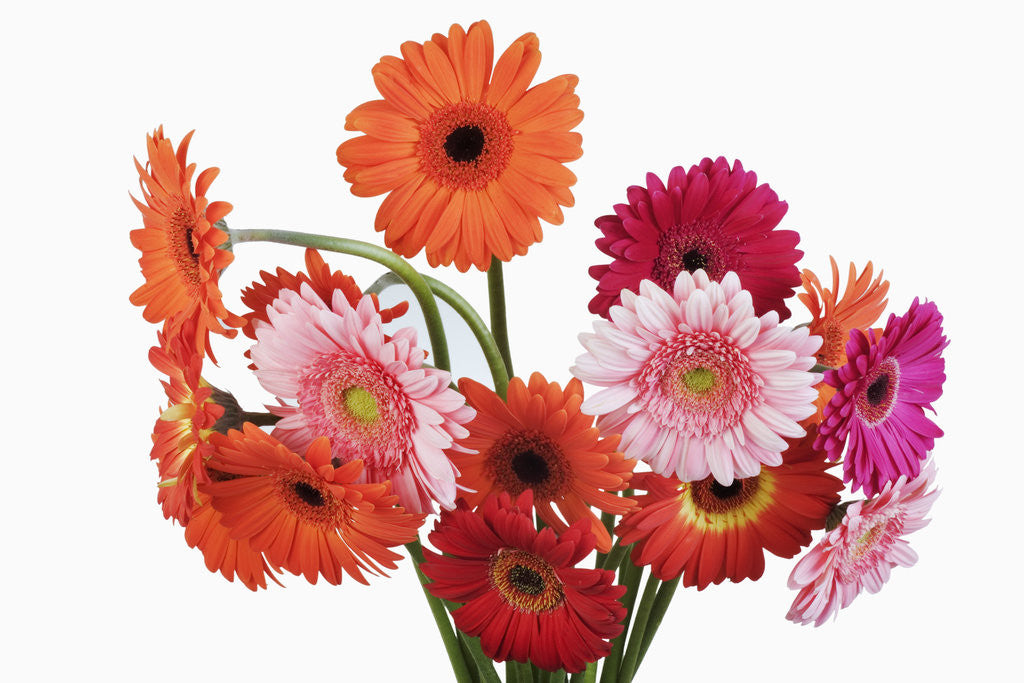 Detail of Barberton Daisies by Anonymous