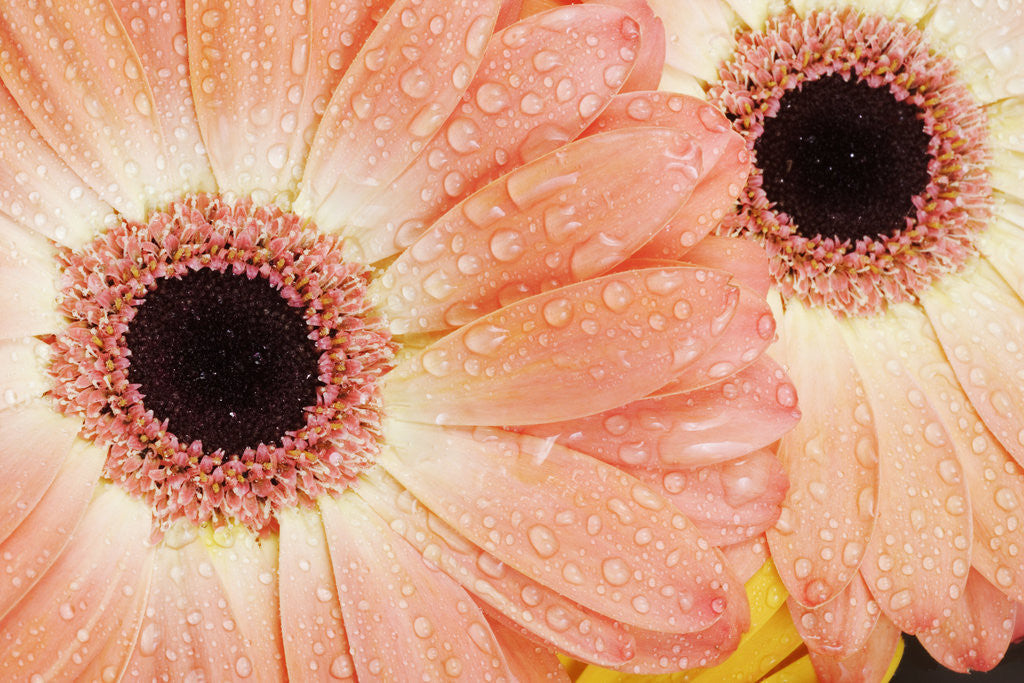 Detail of Barberton Daisies by Anonymous