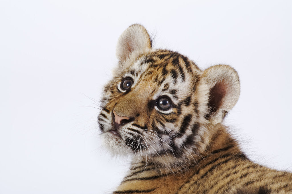 Detail of Tiger Cub by Anonymous