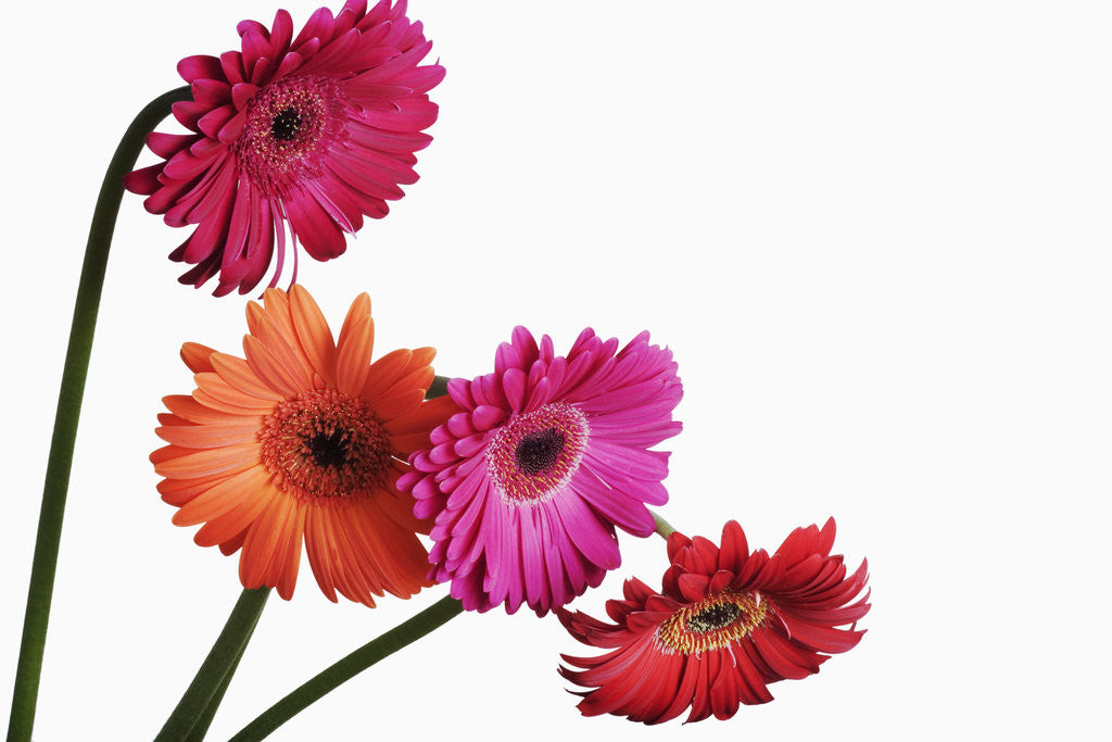 Detail of Barberton Daisies by Anonymous