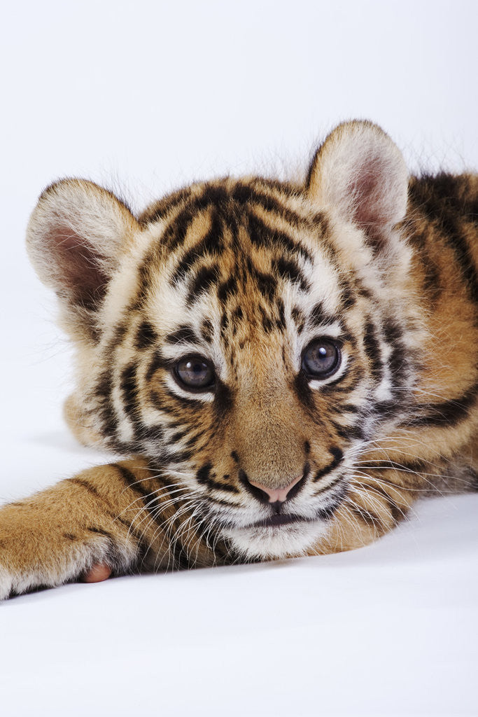 Detail of Tiger Cub by Anonymous