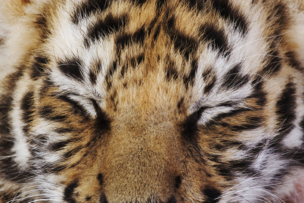Detail of Tiger Cub by Anonymous