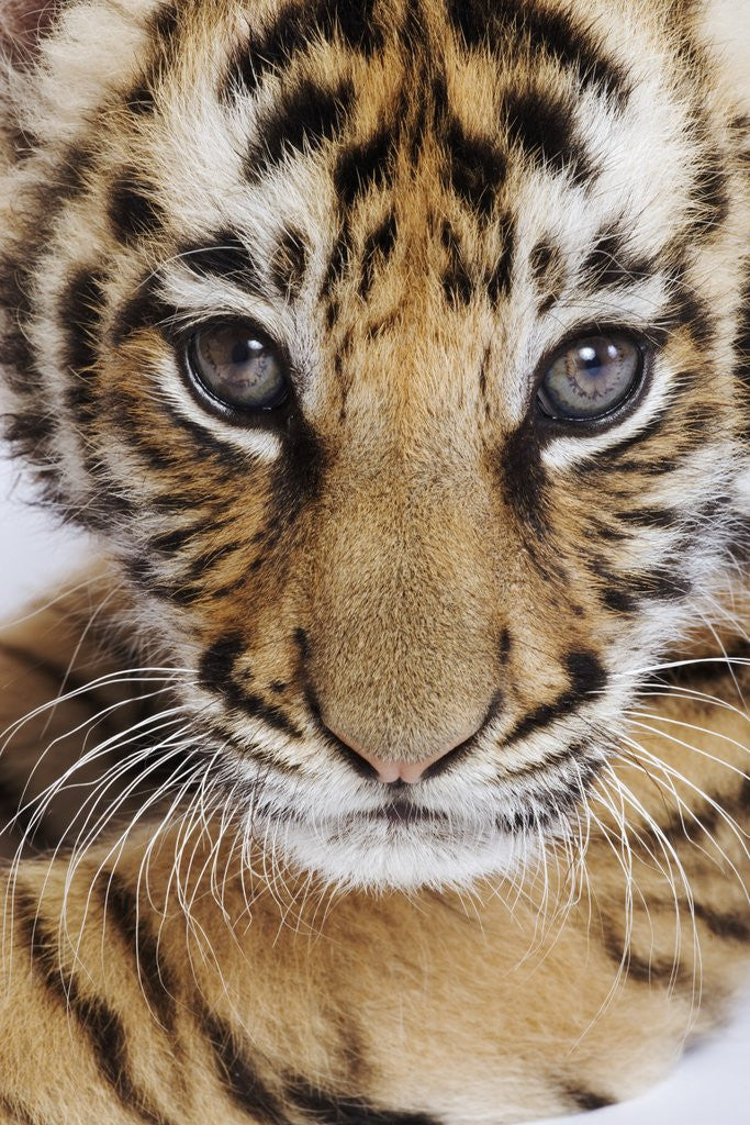 Detail of Tiger Cub by Anonymous