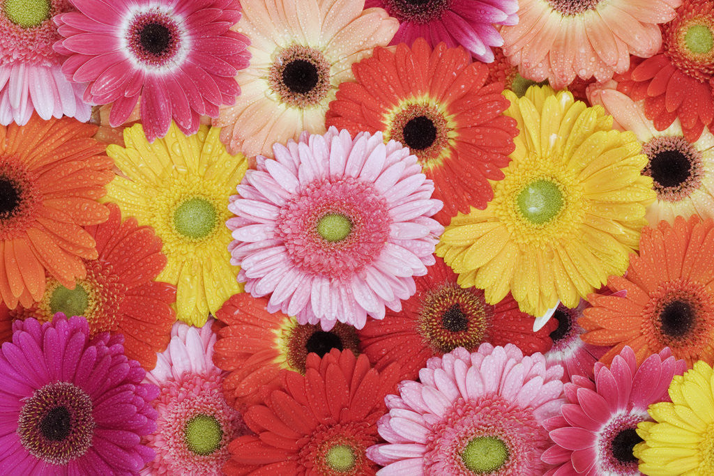 Detail of Barberton Daisies by Anonymous