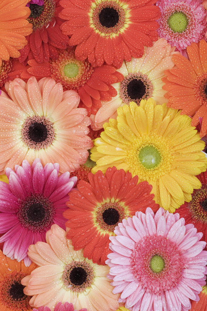 Detail of Barberton Daisies by Anonymous