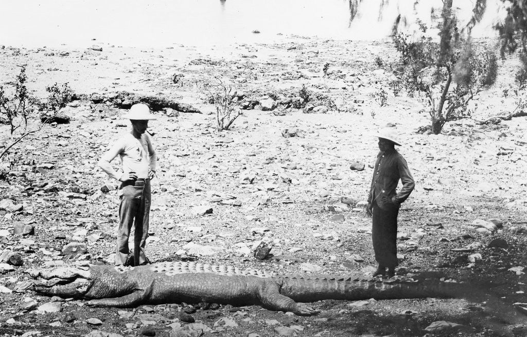 Detail of Hunter and Chinese Servant with Large Crocodile by Anonymous