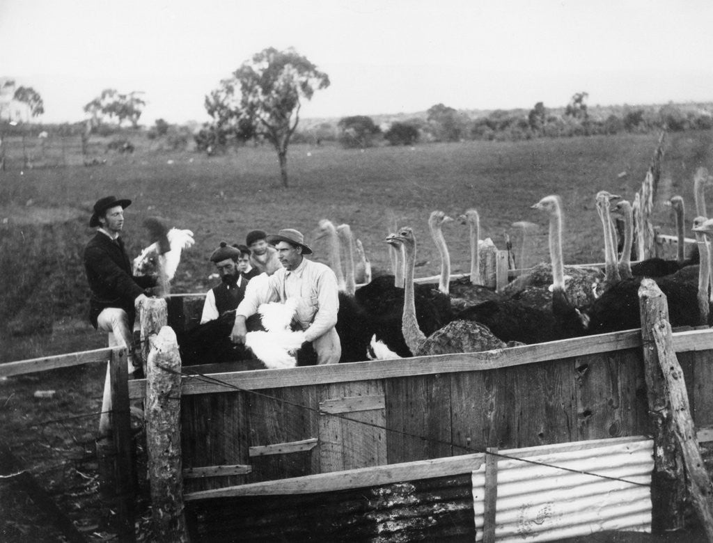 Detail of Ostrich Farm near Port Augusta, South Australia by Anonymous