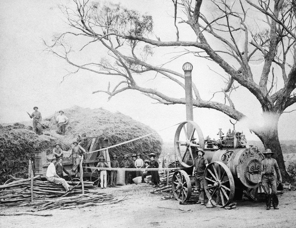 Detail of Australian Farmers at chaff cutting plant by Anonymous