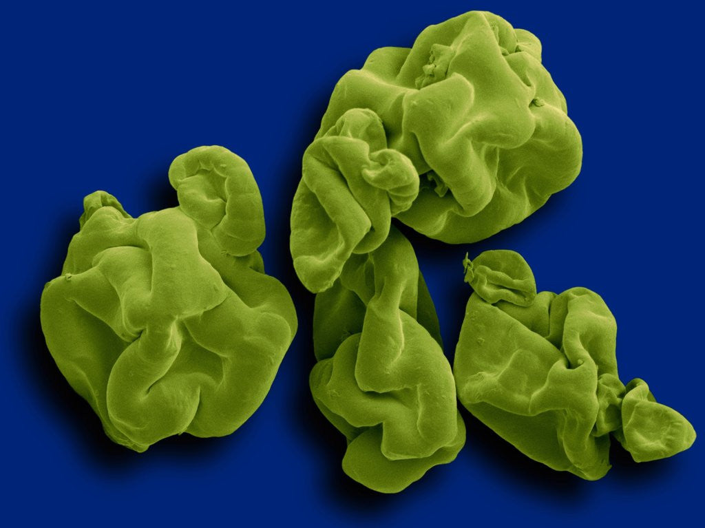 Detail of Spirulina Powder Dietary Supplement by Anonymous