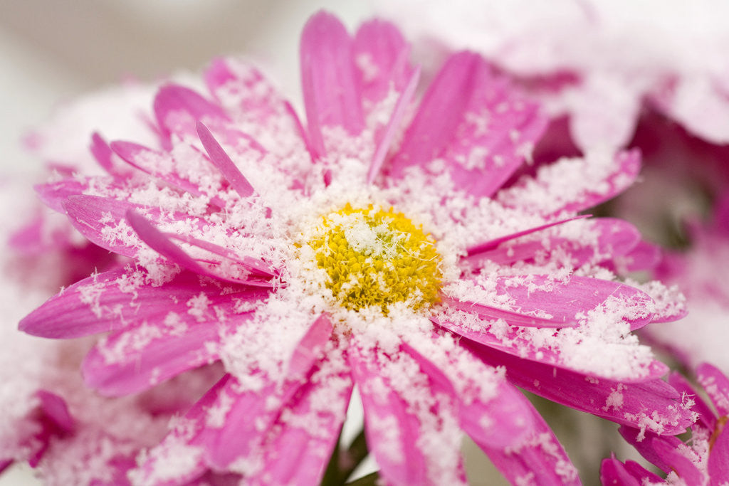Detail of Snow on Flower by Anonymous