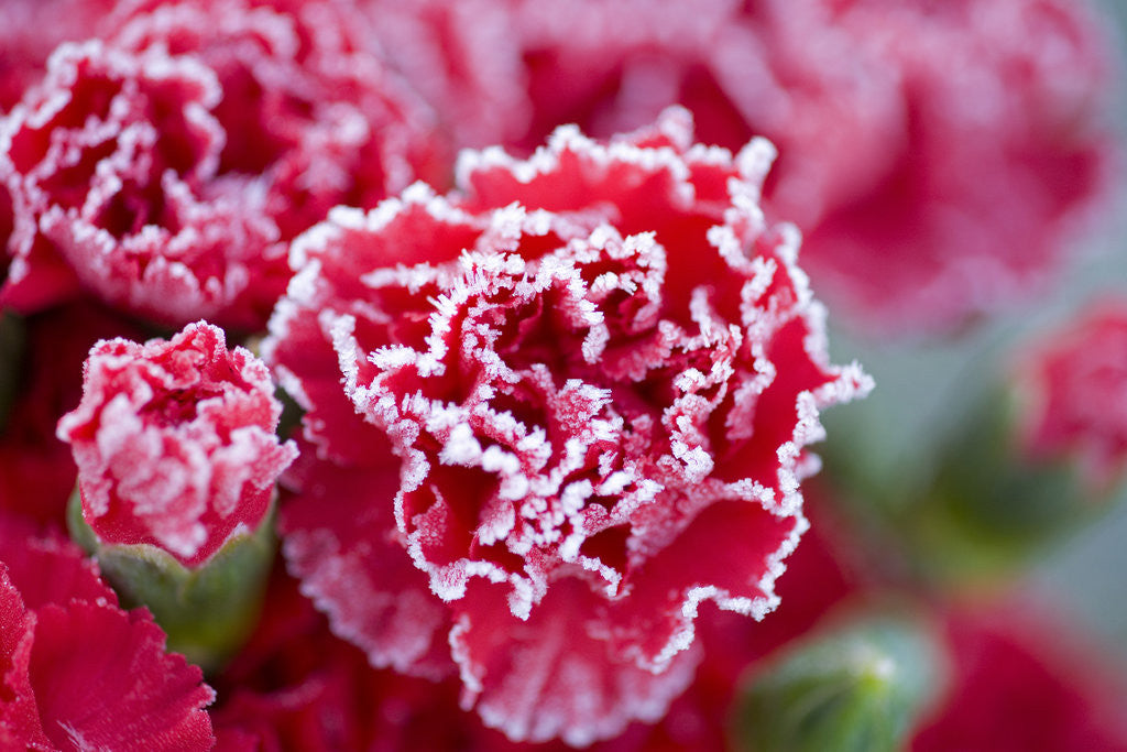 Detail of Frost on Flowers by Anonymous