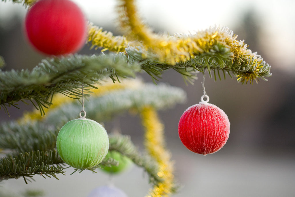 Detail of Christmas Ornaments on Tree Covered with Frost by Anonymous