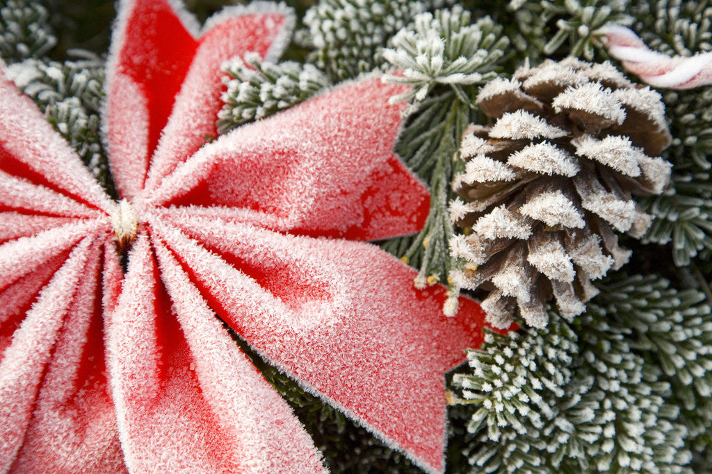 Detail of Christmas Decoration on Tree Covered with Frost by Anonymous
