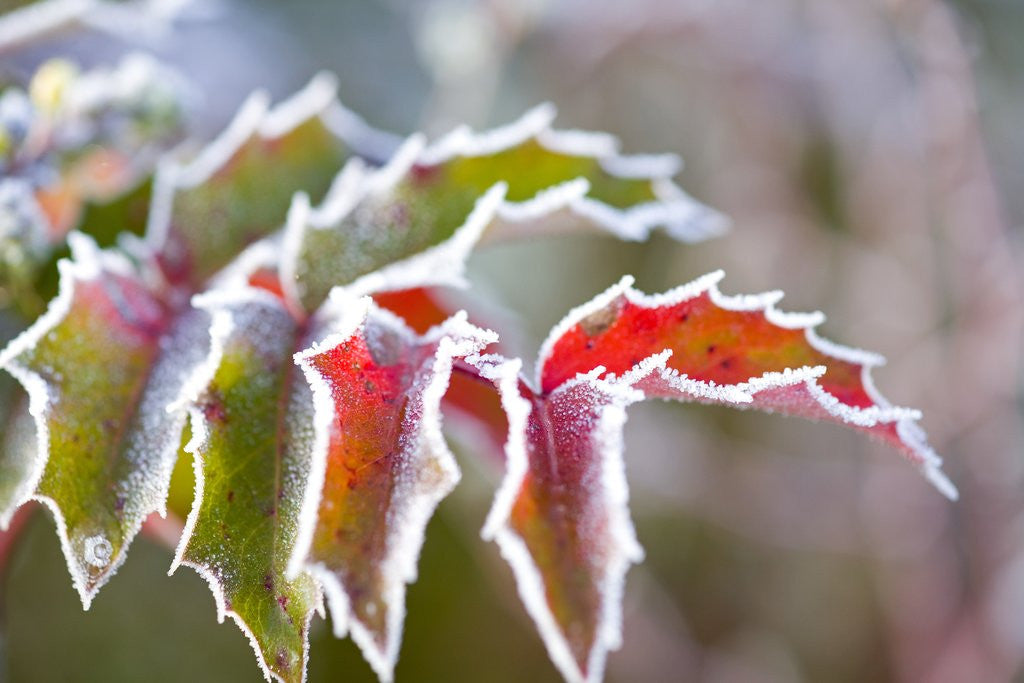 Detail of Frost on Leaves by Anonymous