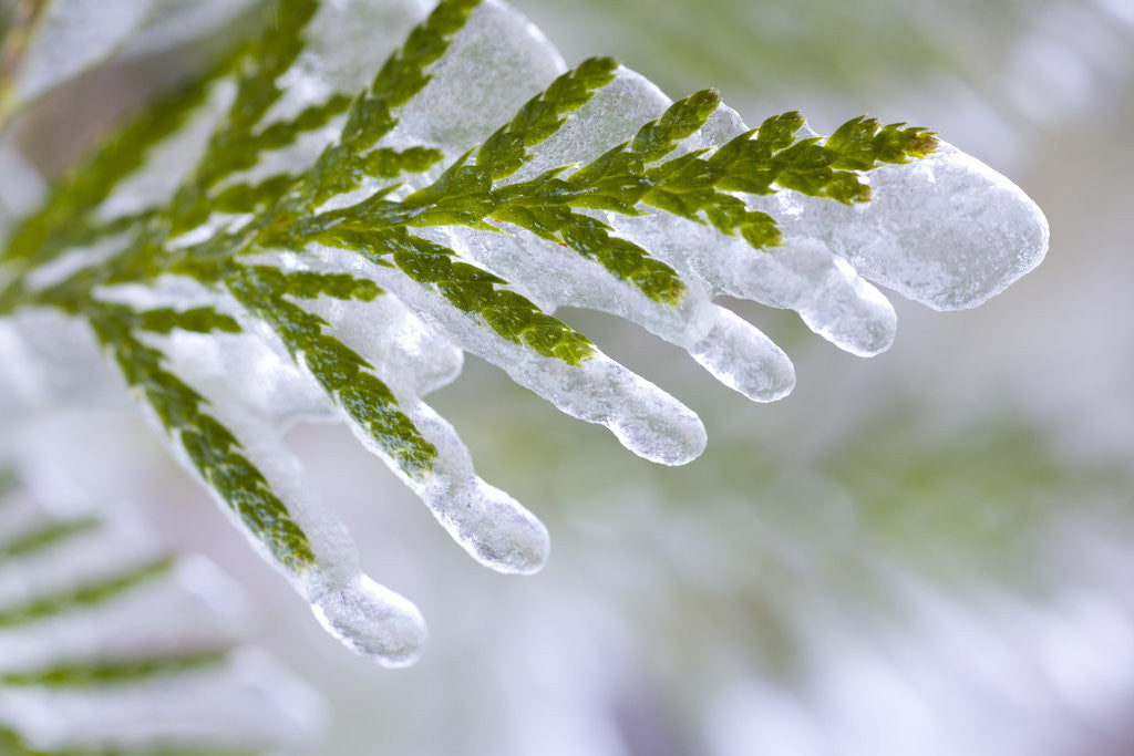 Detail of Close-Up of Ice-Covered Conifer by Anonymous