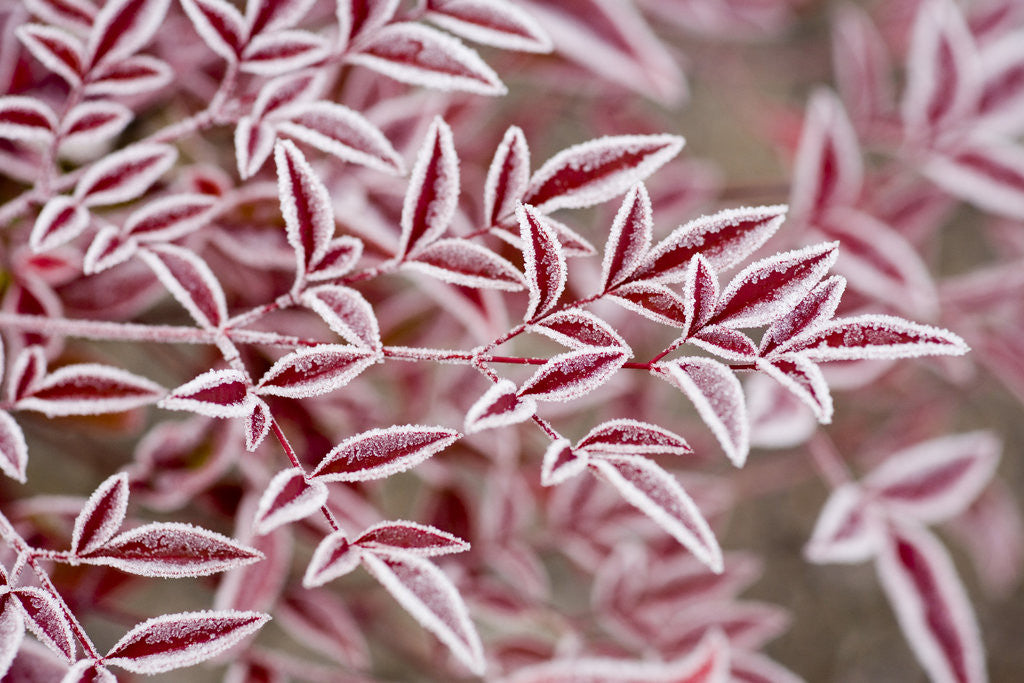 Detail of Frost on Red Leaves by Anonymous