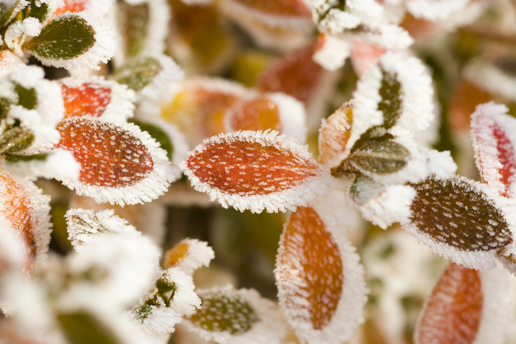 Detail of Frost-Covered Leaves by Anonymous