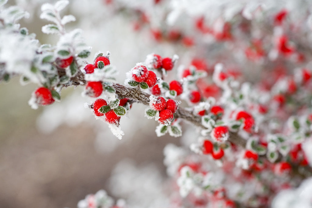Detail of Frost-Covered Berries by Anonymous