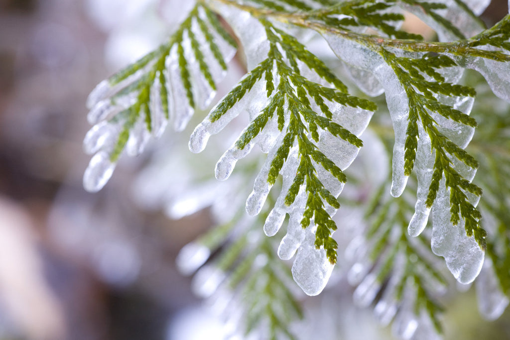 Detail of Close-Up of Ice-Covered Conifer by Anonymous