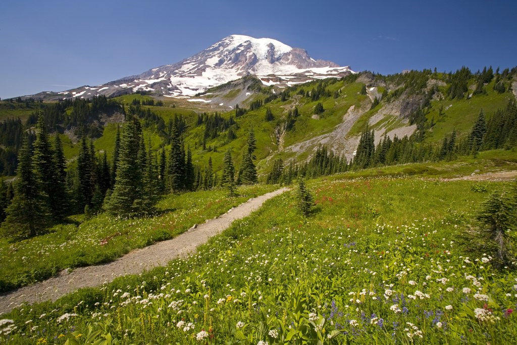 Detail of Mount Rainier National Park by Anonymous