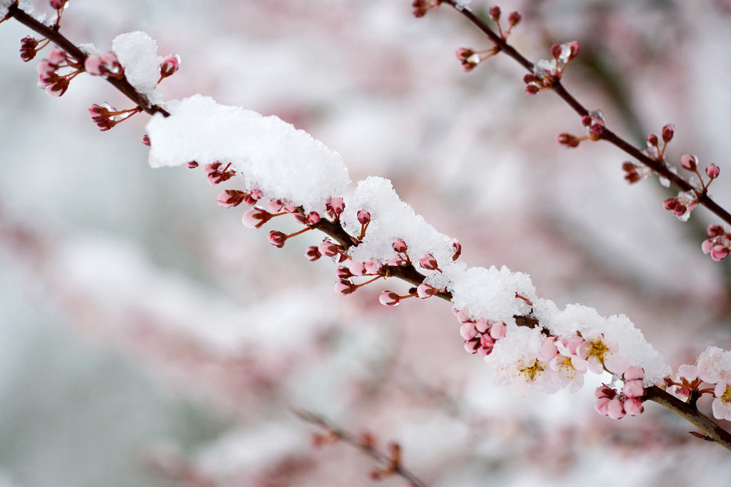 Detail of Snow on Cherry Tree Branch by Anonymous