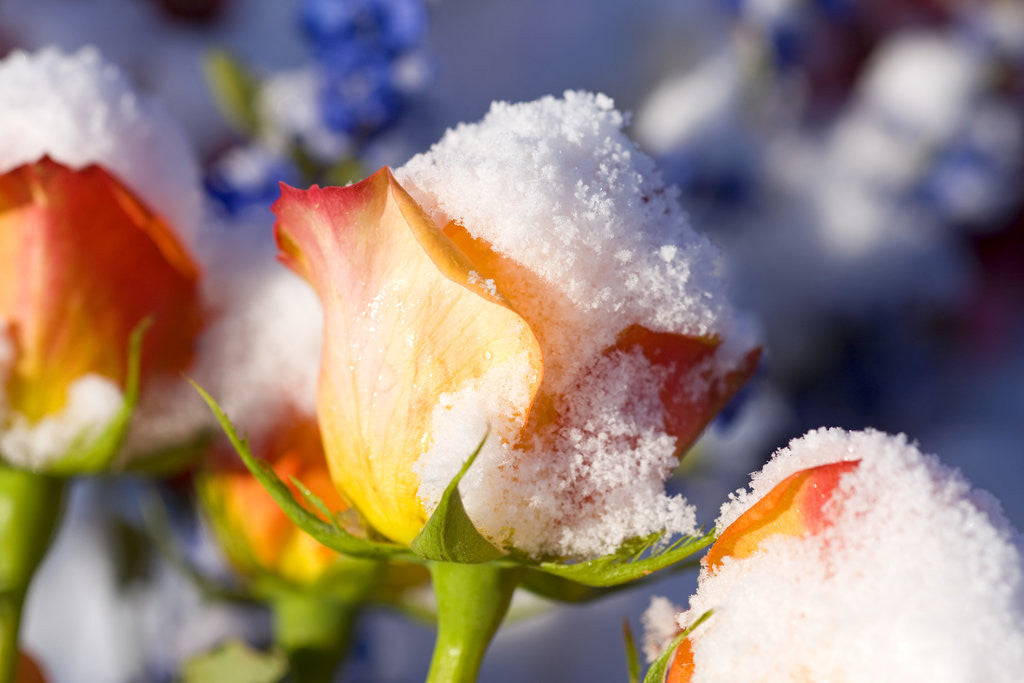 Detail of Snow-Covered Roses by Anonymous