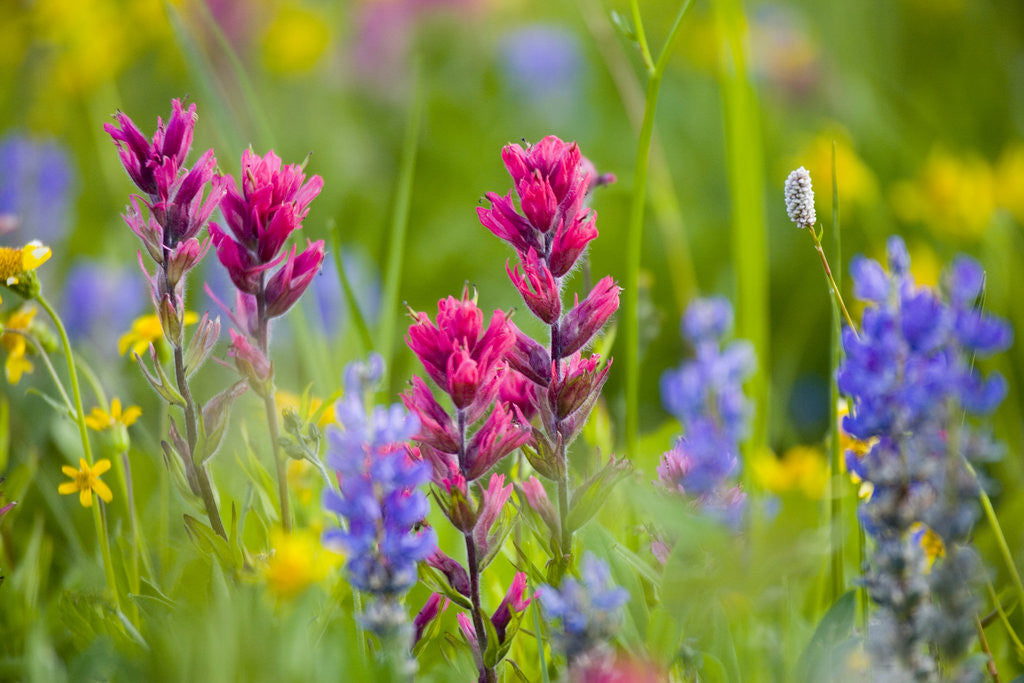 Detail of Wildflowers in Mount Rainier National Park by Anonymous