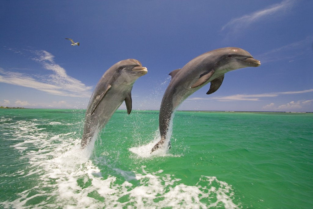 Detail of Bottlenosed Dolphins Leaping in Caribbean Sea by Anonymous