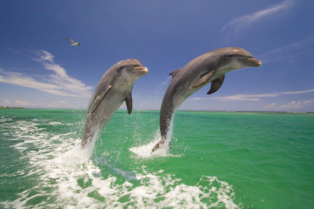 Detail of Bottlenosed Dolphins Leaping in Caribbean Sea by Corbis