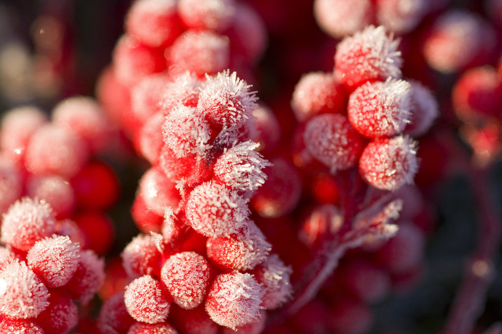 Detail of Frost-Covered Berries by Anonymous