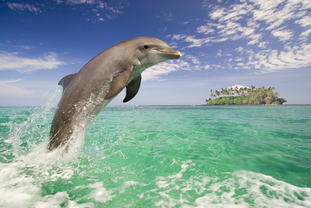 Detail of Bottlenosed Dolphin Leaping in Caribbean Sea by Anonymous