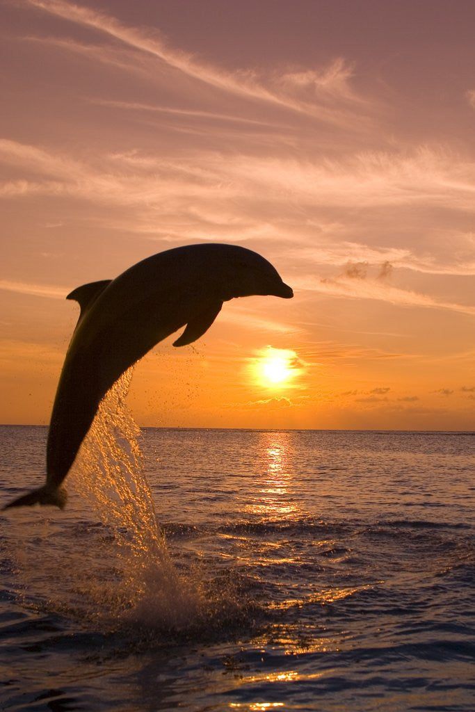 Detail of Bottlenosed Dolphin Leaping at Sunset by Corbis