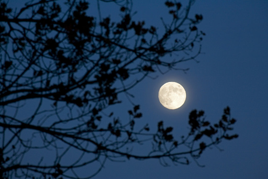 Detail of Full Moon in Winter by Anonymous