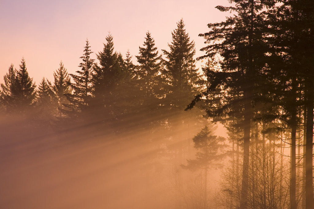 Detail of Winter Sunrise by Anonymous