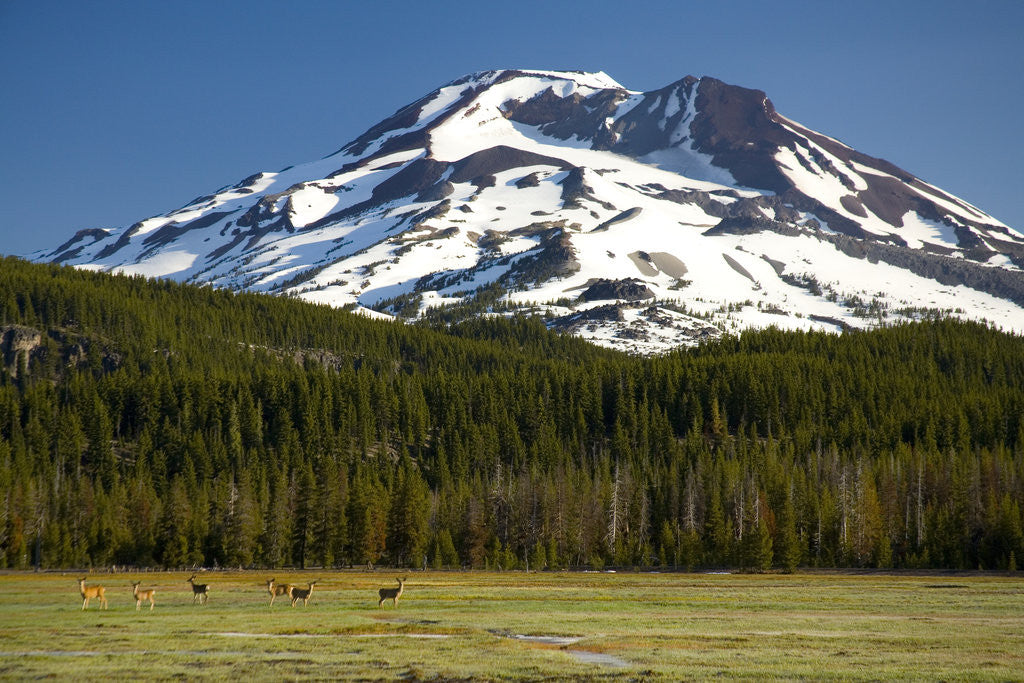 Detail of Deer Feeding in Meadow at Foot of South Sister by Anonymous