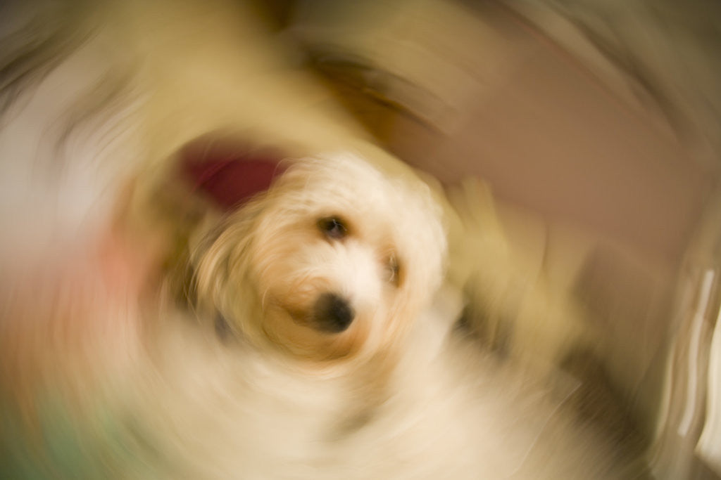 Detail of Dog Shaking Off by Anonymous