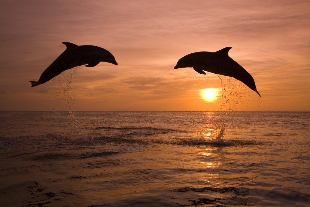 Detail of Bottlenosed Dolphins Leaping at Sunset by Corbis