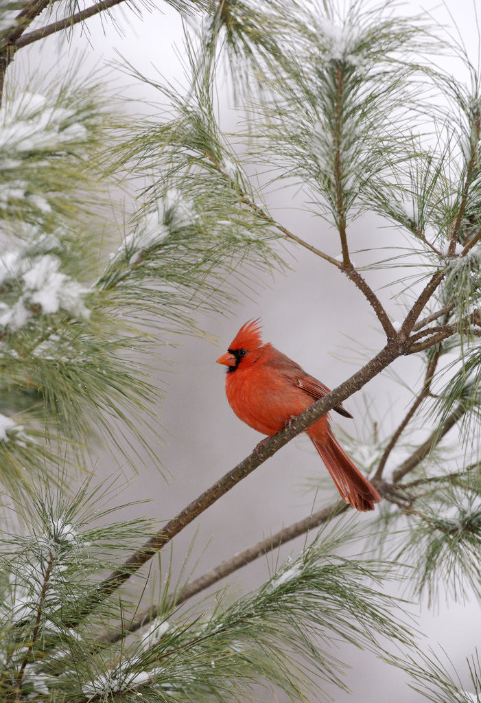 Detail of Northern Cardinal by Anonymous
