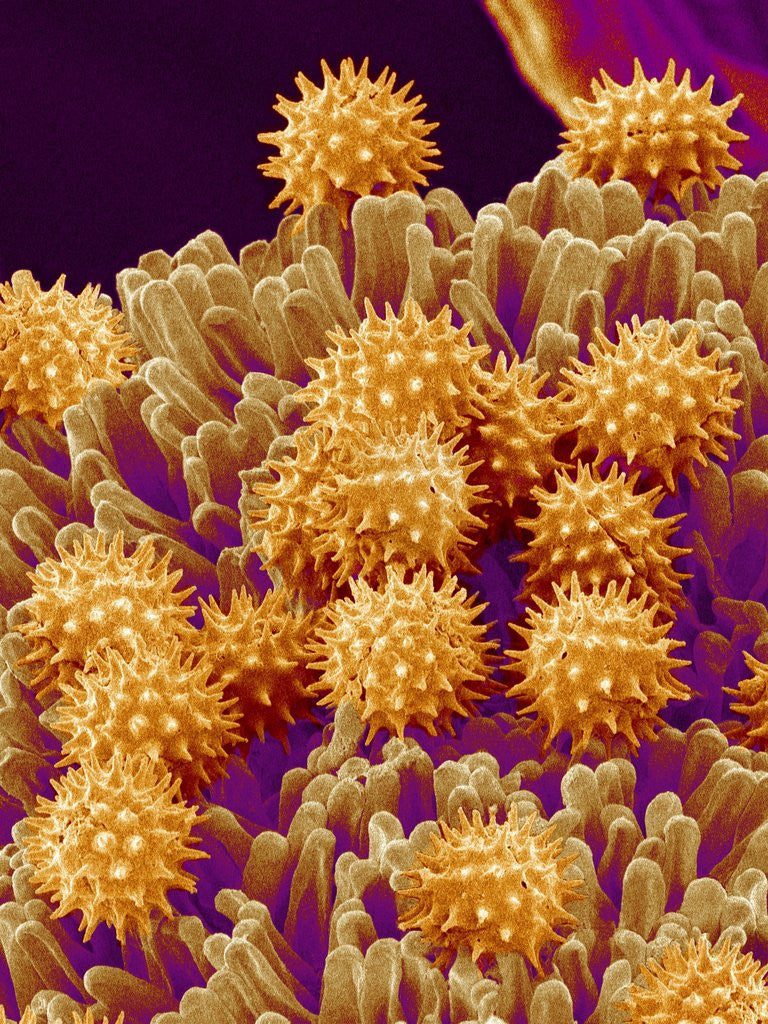 Detail of Pollen on Pistil of Cosmos by Corbis