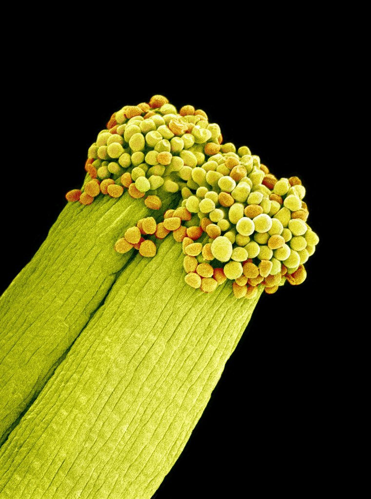 Detail of Pollen on Pistil of Pieris Japonica by Anonymous