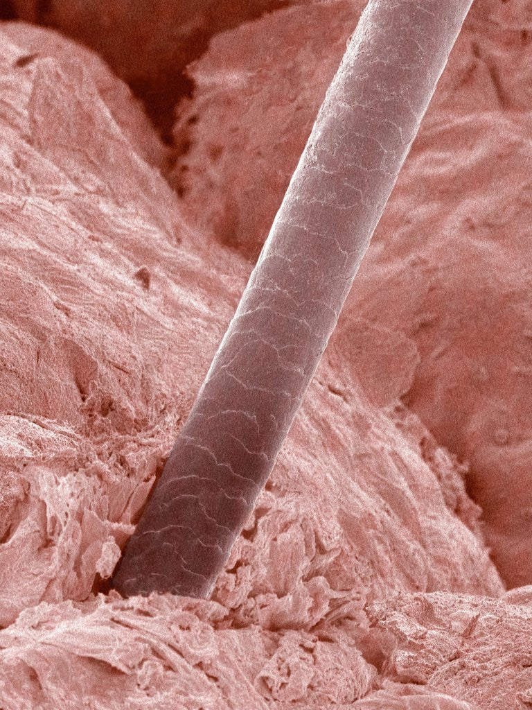 Detail of Human Hair and Skin by Corbis