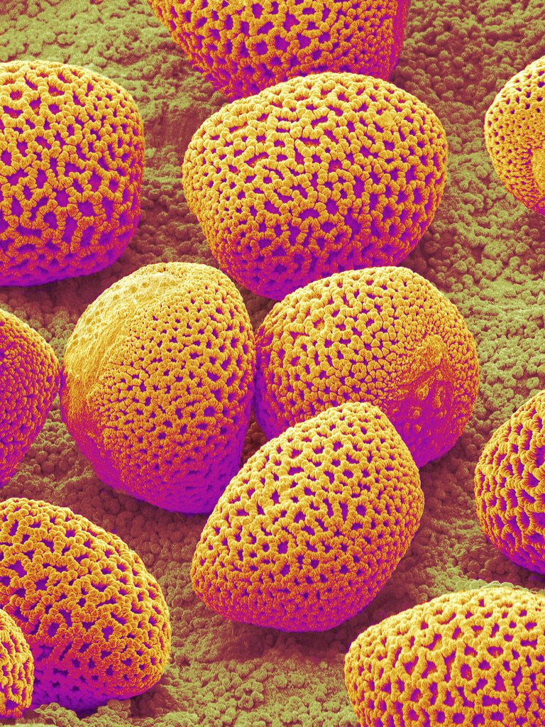 Detail of Lily Pollen by Anonymous