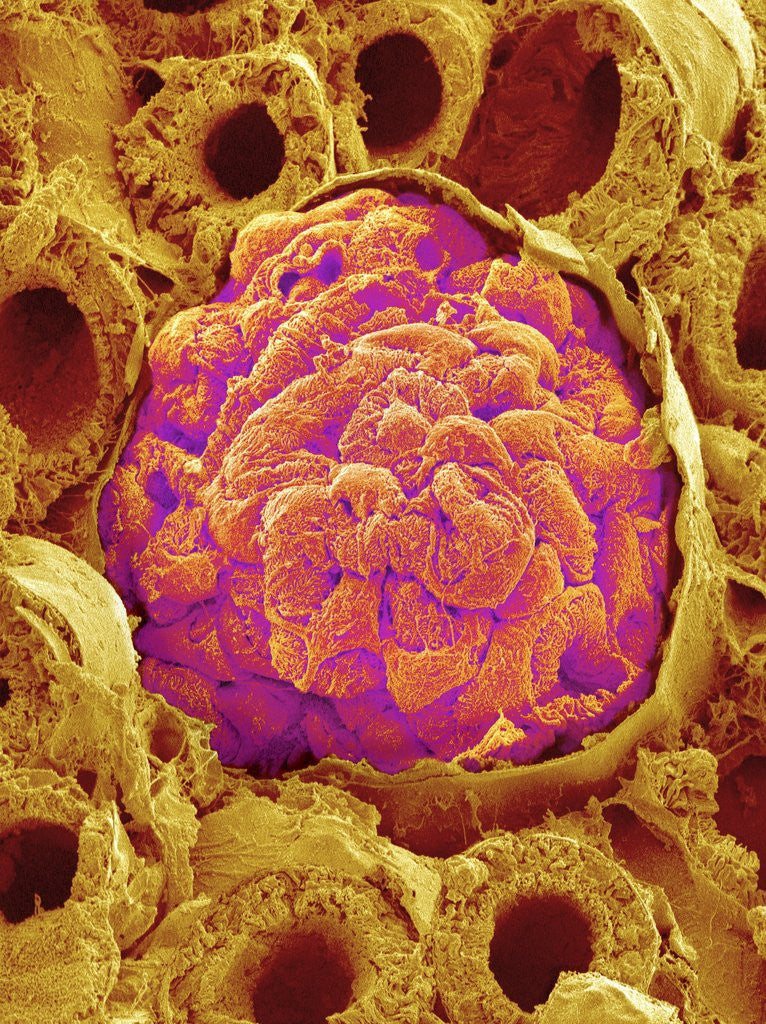 Detail of Glomerulus from Rat Kidney by Anonymous