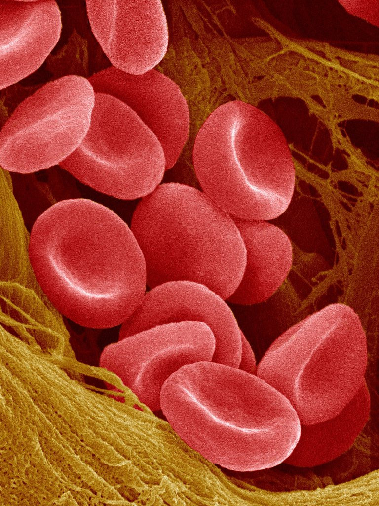 Human Red Blood Cells by Corbis