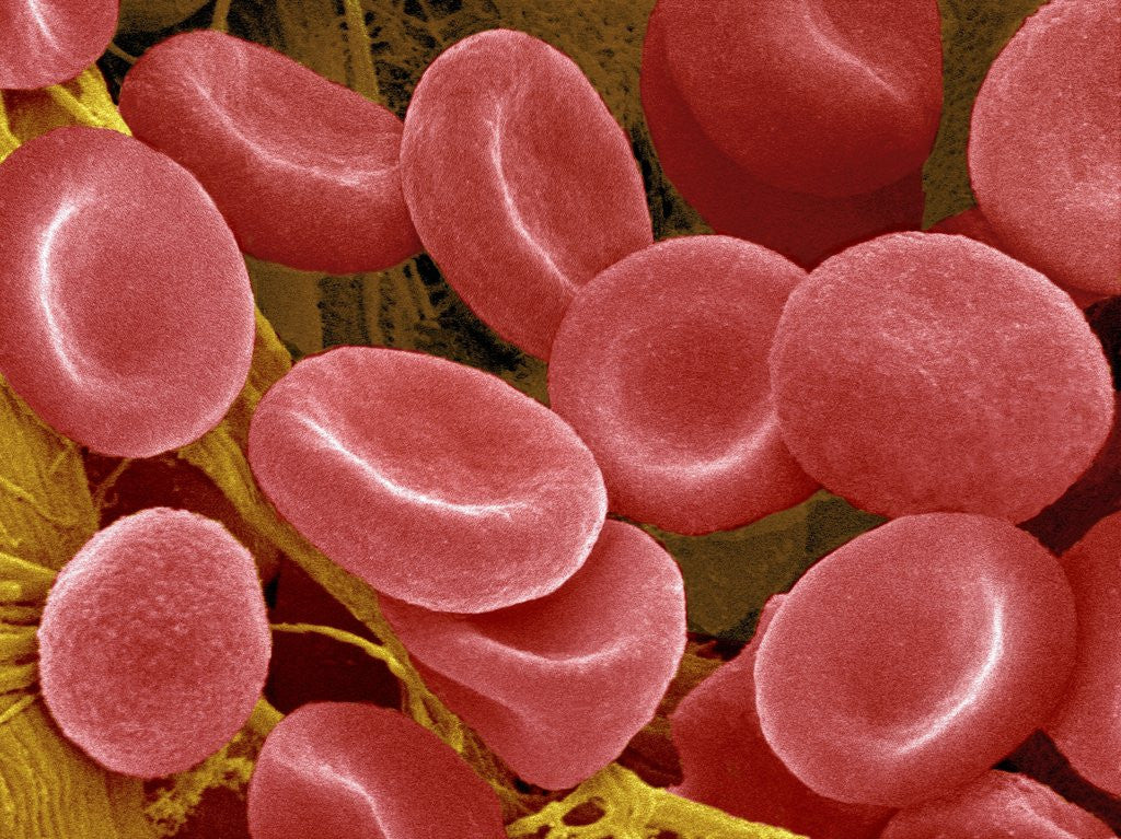 Detail of Human Red Blood Cells by Corbis