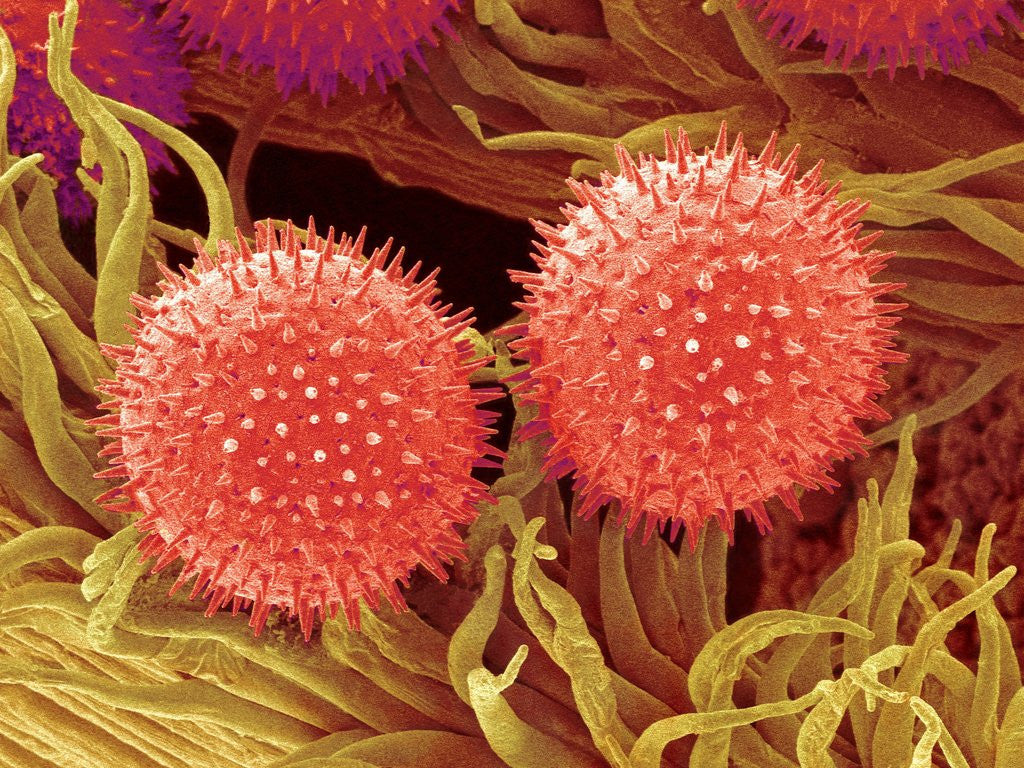 Detail of Pollen on Pistil of Mallow by Corbis